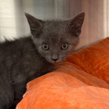 Fig -  Domestic Short Hair Cat for Adoption in Nashville, Indiana - Fig | PetCurious