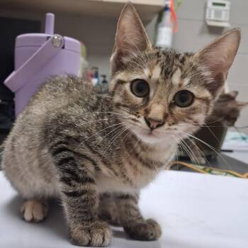 Ava -  Domestic Short Hair Cat for Adoption in Lufkin, Texas - Ava | PetCurious