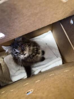 AQUARIUS -  Domestic Short Hair Cat for Adoption in San Jose, California - AQUARIUS | PetCurious