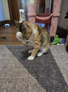 Lamb -  Domestic Short Hair Cat for Adoption in Lincoln Park, Michigan - Lamb | PetCurious