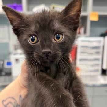 Linny the Guinea Pig -  Domestic Short Hair Cat for Adoption in Greensboro, North Carolina - Linny The Guinea Pig | PetCurious