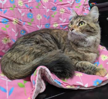 Maisie -  Domestic Medium Hair Cat for Adoption in Bisbee, Arizona - Maisie | PetCurious