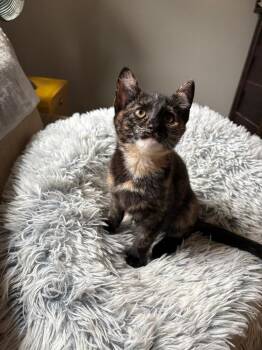 Domestic Short Hair Cats Available for Adoption in Oceanside, California - Nova | PetCurious