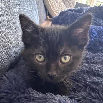 UNITY -  Domestic Short Hair Cat for Adoption in Richmond, California - UNITY | PetCurious