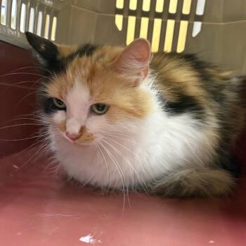 Marshmellow 061701U -  Domestic Long Hair Cat for Adoption in Tupelo, Mississippi - Marshmellow 061701U | PetCurious