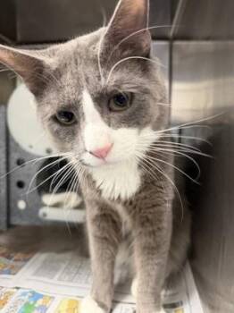 Maine Coon and Domestic Short Hair Cats Available for Adoption - Batty | PetCurious