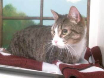 Domestic Short Hair Cats Available for Adoption - MR. WHISKERS | PetCurious