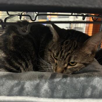 Domestic Short Hair Cats Available for Adoption in Richmond, California - TIGER | PetCurious
