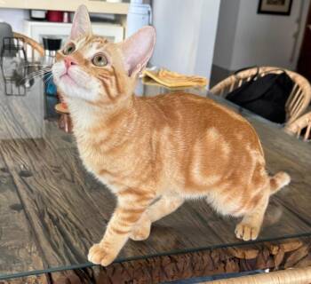 Ark -  Domestic Short Hair Cat for Adoption in San Antonio, Texas - Ark | PetCurious