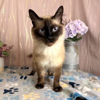 Yuki -  Siamese Cat for Adoption in Long Beach, Mississippi - Yuki | PetCurious