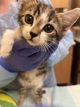 Navy -  Domestic Medium Hair Cat for Adoption in Raleigh, North Carolina - Navy | PetCurious