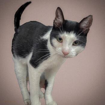 Domestic Short Hair Cats Available for Adoption - Pepper | PetCurious