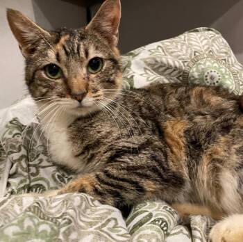Ginger -  Domestic Short Hair Cat for Adoption in Dalton, Georgia - Ginger | PetCurious