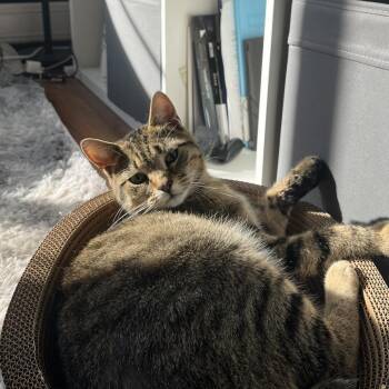 Domestic Short Hair Cats Available for Adoption - Luke | PetCurious