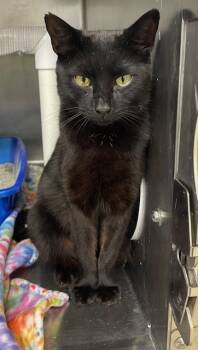 Rescue Domestic Short Hair Cats for Adoption in Columbia City, Indiana - Onyx | PetCurious