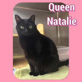 Rescue Domestic Short Hair Cats for Adoption in Tucson, Arizona - Queen Natalie | PetCurious