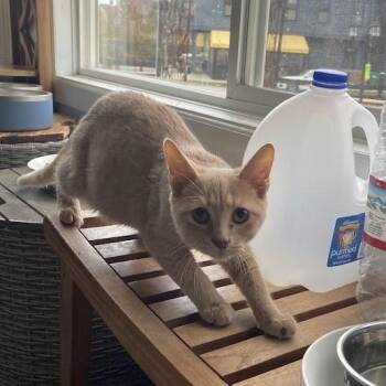 Rescue Domestic Short Hair Cats for Adoption in Buffalo, New York - Billy | PetCurious