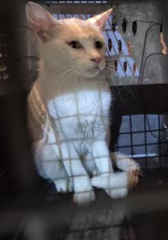 Domestic Short Hair Cats Available for Adoption in San Antonio, Texas - SNOW | PetCurious