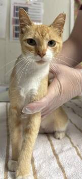 Hummingbird -  Domestic Short Hair Cat for Adoption in San Antonio, Texas - Hummingbird | PetCurious