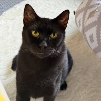 Myrica -  Domestic Short Hair Cat for Adoption in Falls Church, Virginia - Myrica | PetCurious