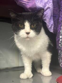 Grace -  Domestic Short Hair Cat for Adoption in Viroqua, Wisconsin - Grace | PetCurious