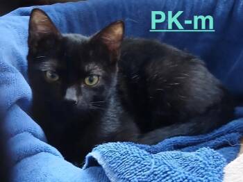 PK 26 -  Domestic Short Hair Cat for Adoption in Brookhaven, Mississippi - PK 26 | PetCurious