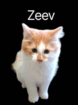 Zeev -  Domestic Long Hair Cat Available for Adoption in Auburn, California - Zeev | PetCurious