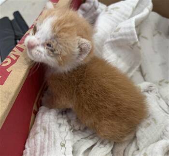 PUMPKIN -  Domestic Short Hair Cat for Adoption in Dallas, Texas - PUMPKIN | PetCurious