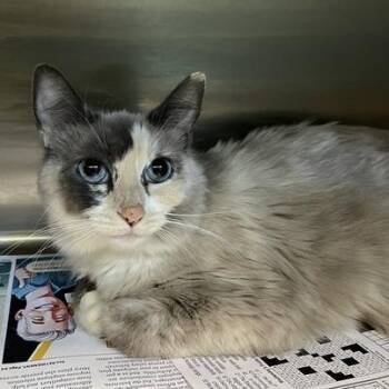 Bellatrix -  Domestic Short Hair Cat for Adoption in Salt Lake City, Utah - Bellatrix | PetCurious