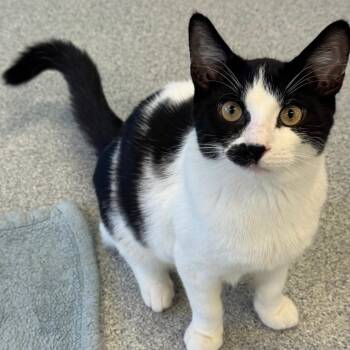 Ural -  Domestic Short Hair Cat for Adoption in Wheeling, Illinois - Ural | PetCurious
