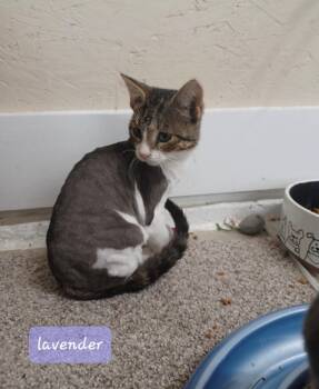 Lavender -  Domestic Short Hair Cat for Adoption in Walworth, Wisconsin - Lavender | PetCurious