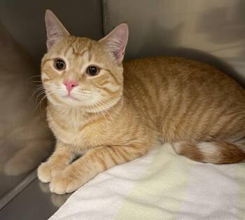 Domestic Short Hair Cats Available for Adoption in Clyde, North Carolina - SIMBA | PetCurious
