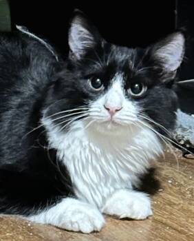 Rescue Domestic Long Hair Cats for Adoption in Jessup, Maryland - Dagwood | PetCurious