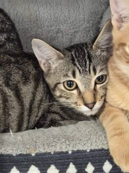 Grapes -  Domestic Short Hair Cat for Adoption in Mount Pleasant, Texas - Grapes | PetCurious
