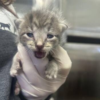 Domestic Short Hair Cats Available for Adoption in Columbia, Missouri - Sweet Bean | PetCurious