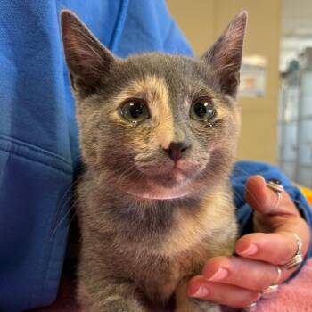 Domestic Short Hair Cats Available for Adoption in Goleta, California - Chanel | PetCurious