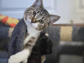 Rescue American Shorthair Cats for Adoption - Henrietta | PetCurious
