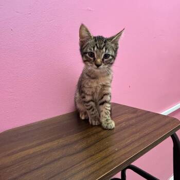 Jane -  Domestic Short Hair Cat for Adoption in Webster, Texas - Jane | PetCurious