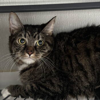 Rescue Domestic Short Hair Cats for Adoption in Dallas, Texas - Gibson | PetCurious