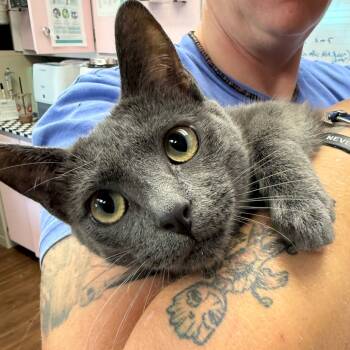 Rescue Domestic Short Hair and Russian Blue Cats for Adoption in Port Richey, Florida - Leonardo | PetCurious