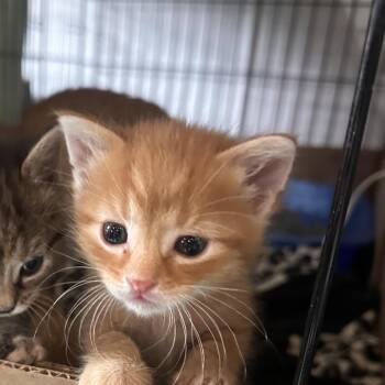 Domestic Short Hair Cats Available for Adoption in Rochester, Minnesota - Mustafa | PetCurious