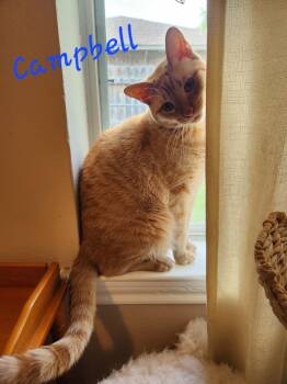 Campbell -  Domestic Short Hair Cat for Adoption in Mount Pleasant, Texas - Campbell | PetCurious