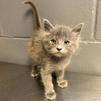 Domestic Short Hair Cats Available for Adoption in Tuscaloosa, Alabama - TUSC-Stray-84543_2 | PetCurious