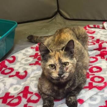 Rescue Domestic Short Hair Cats for Adoption in Ferndale, Washington - Gemini | PetCurious