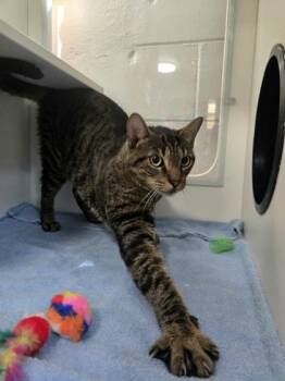 Sweety Tea -  Domestic Short Hair Cat for Adoption in Savannah, Georgia - Sweety Tea | PetCurious