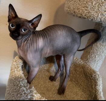 Baby Girl -  Sphynx Hairless Cat Cat Available for Adoption in San Jacinto, California - Baby Girl | PetCurious