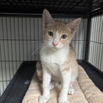 Biscuit -  Domestic Short Hair Cat for Adoption in Dallas, Texas - Biscuit | PetCurious