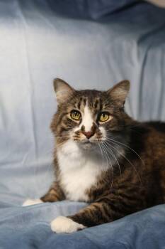 Toad -  Domestic Medium Hair Cat Available for Adoption in New Prague, Minnesota - Toad | PetCurious