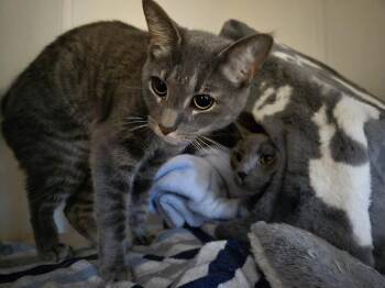 American Shorthair Cats Available for Adoption in Skippack, Pennsylvania - Bruce | PetCurious