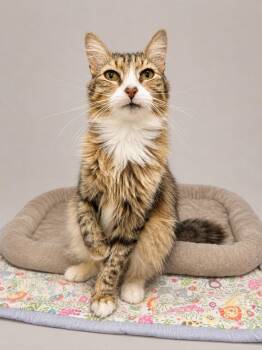 Bernadette -  Domestic Long Hair and Tabby Cat Available for Adoption in Greensboro, North Carolina - Bernadette | PetCurious